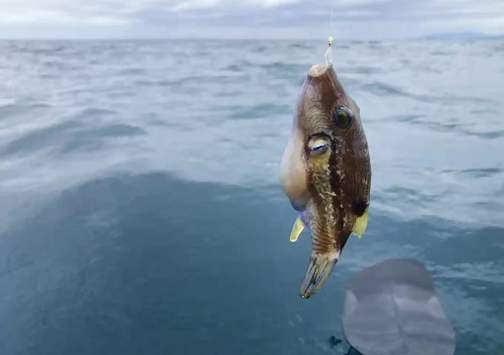 【館山／カヤックフィッシング】9月夏の魚種／釣れる魚／シイラ・ショゴ（カンパチ）・イナダ（ブリ）・ソウダガツオ