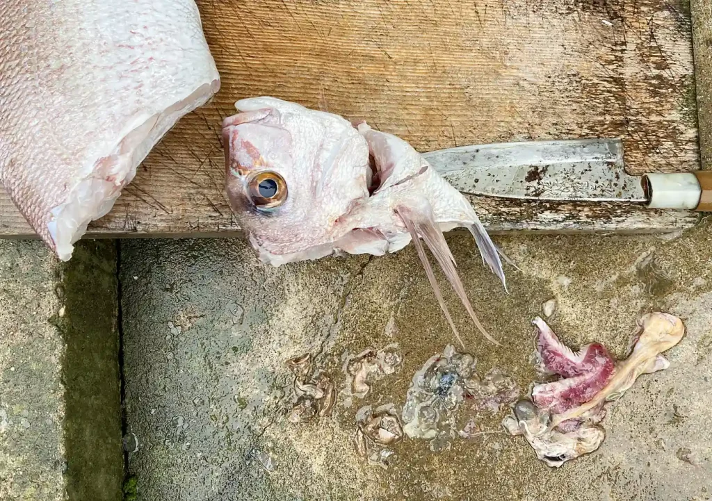 外房真鯛釣り／マダイの餌（胃の内容物を確認）甲殻類カニ・エビ、イカ、小魚