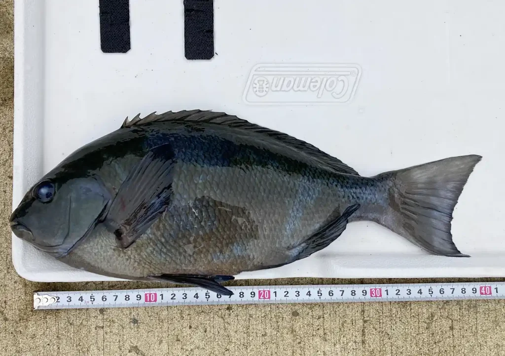 外房カヤック/釣果:9月/メジナ40cm/バイキングカヤック(プロフィッシュ45/新型)クーラボックスColeman(コールマン) パーティスタッカー