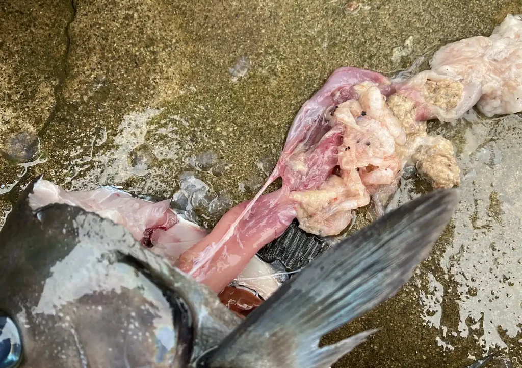 外房メジナの胃の中身／餌はオキアミが食いが良い／釣れるコマセ